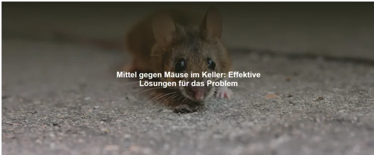 Mittel gegen Mäuse im Keller – Effektive Lösungen für das Problem