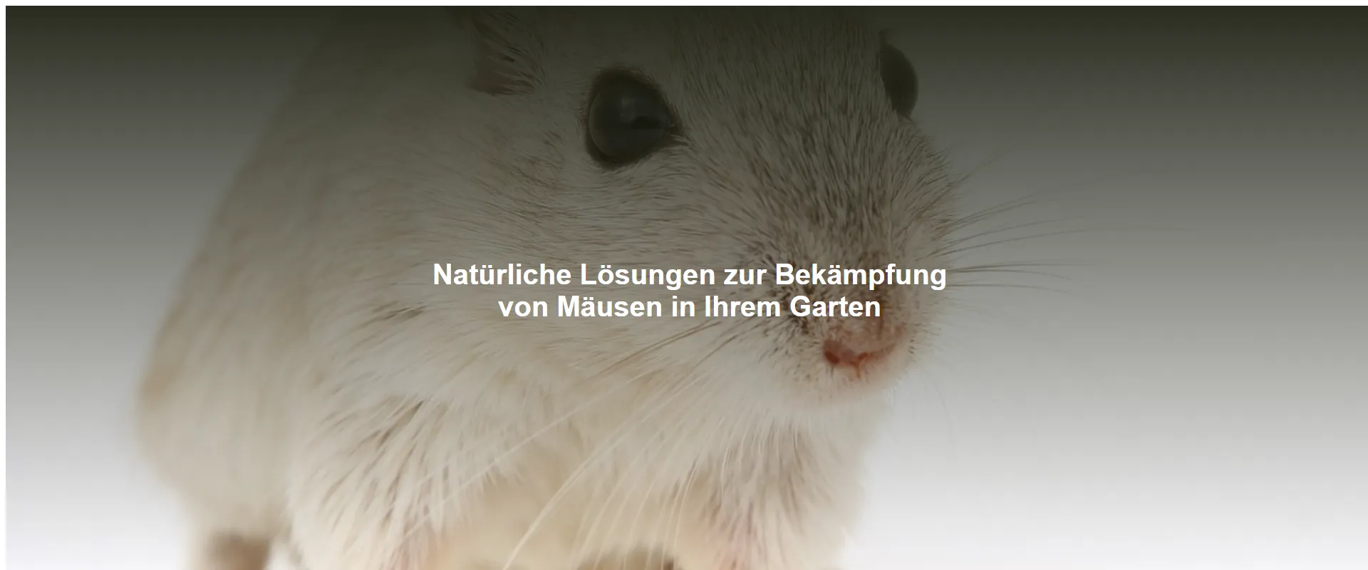 Natürliche Lösungen zur Bekämpfung von Mäusen in Ihrem Garten