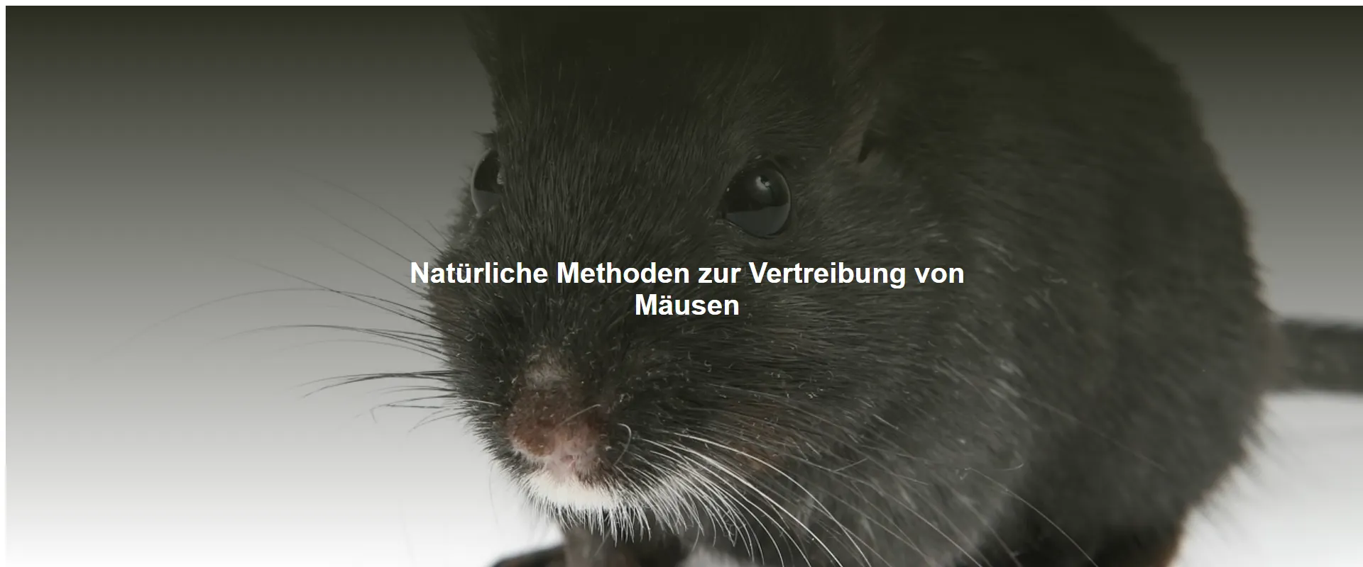 Natürliche Methoden zur Vertreibung von Mäusen