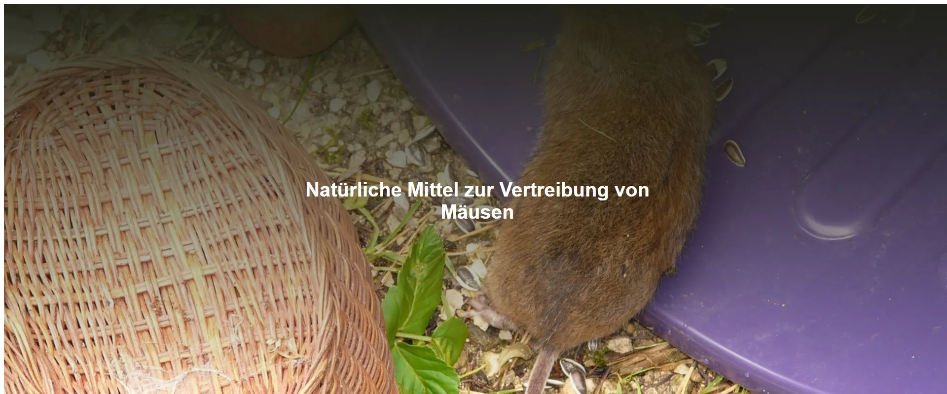 Natürliche Mittel zur Vertreibung von Mäusen