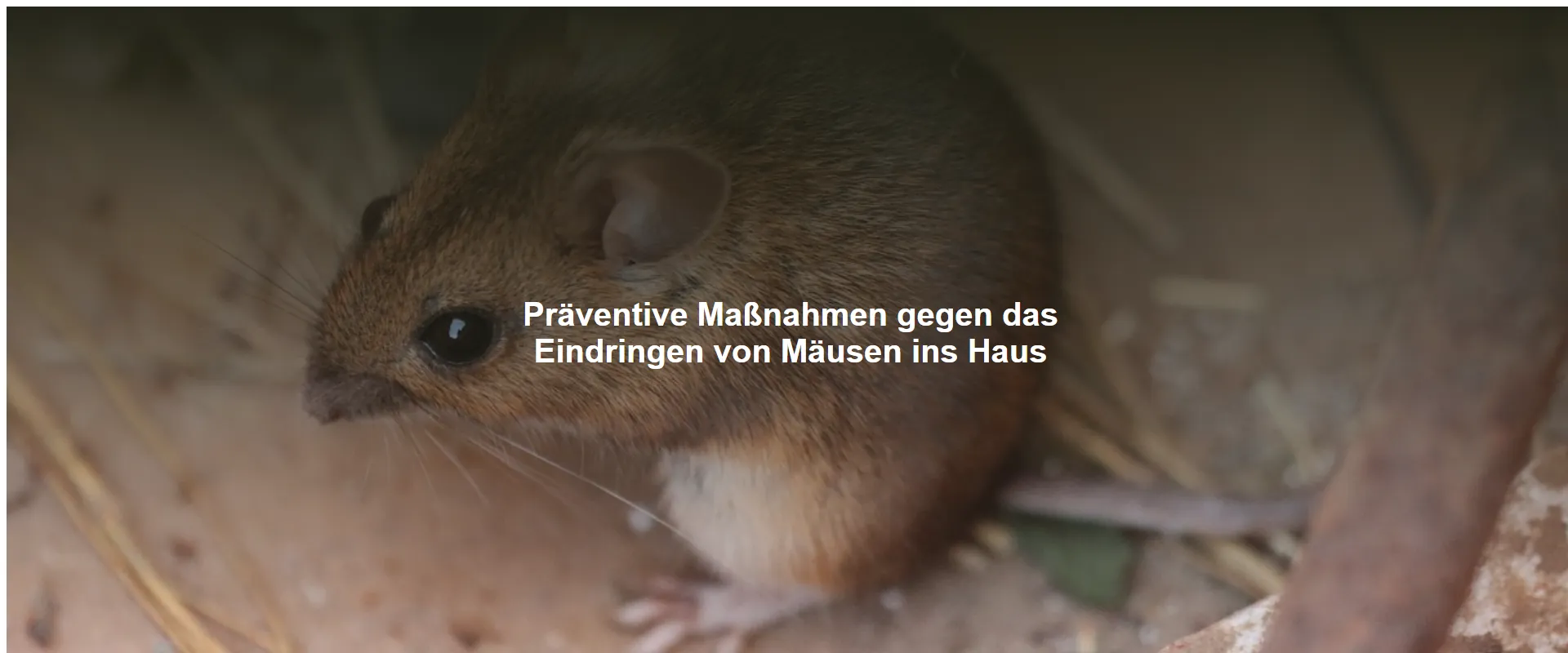 Präventive Maßnahmen gegen das Eindringen von Mäusen ins Haus