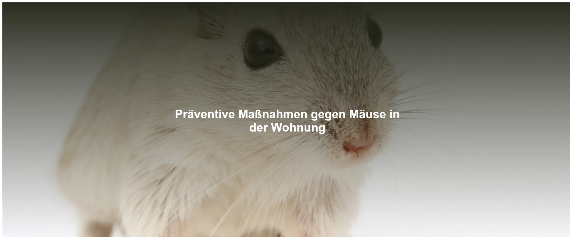 Präventive Maßnahmen gegen Mäuse in der Wohnung