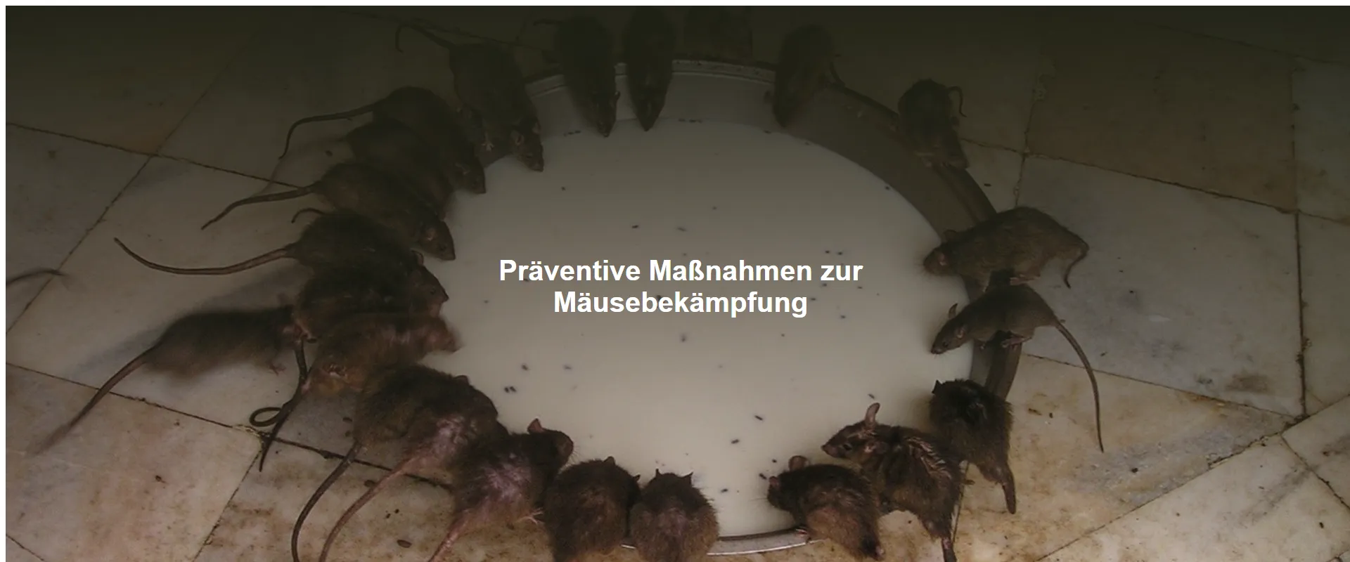 Präventive Maßnahmen zur Mäusebekämpfung