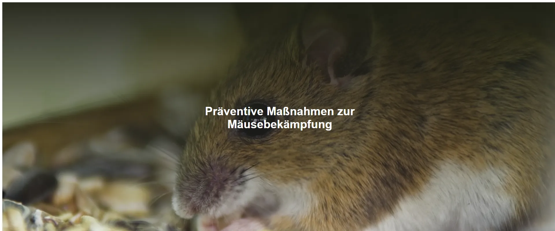 Präventive Maßnahmen zur Mäusebekämpfung
