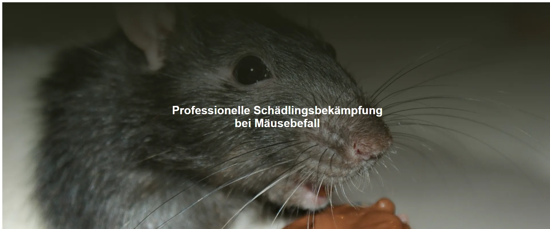 Professionelle Schädlingsbekämpfung bei Mäusebefall