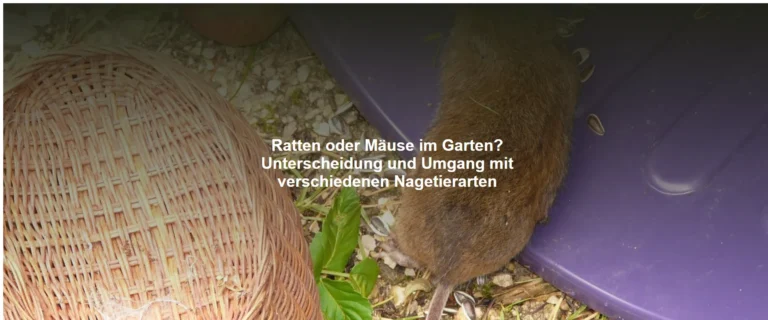 Ratten oder Mäuse im Garten? Unterscheidung und Umgang mit verschiedenen Nagetierarten
