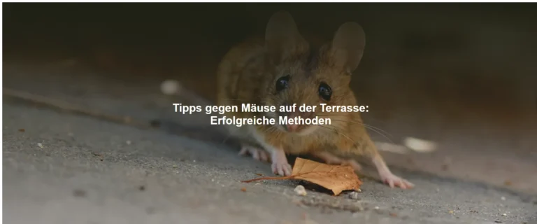 Tipps gegen Mäuse auf der Terrasse – Erfolgreiche Methoden