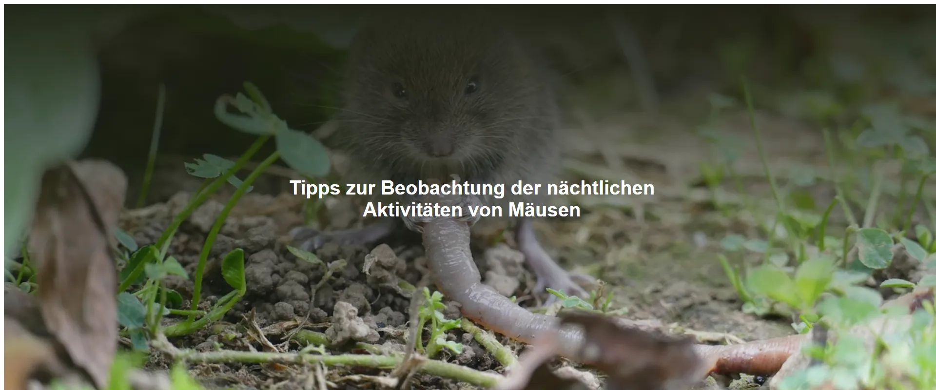 Tipps zur Beobachtung der nächtlichen Aktivitäten von Mäusen