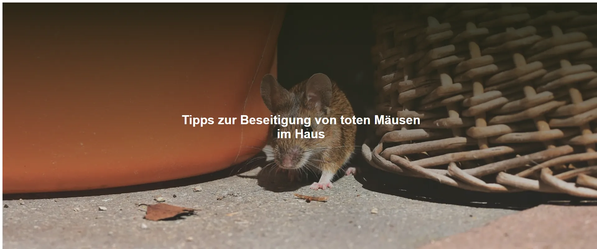 Tipps zur Beseitigung von toten Mäusen im Haus