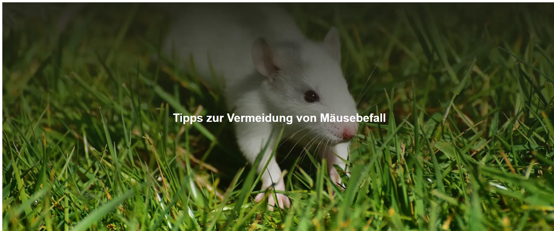 Tipps zur Vermeidung von Mäusebefall