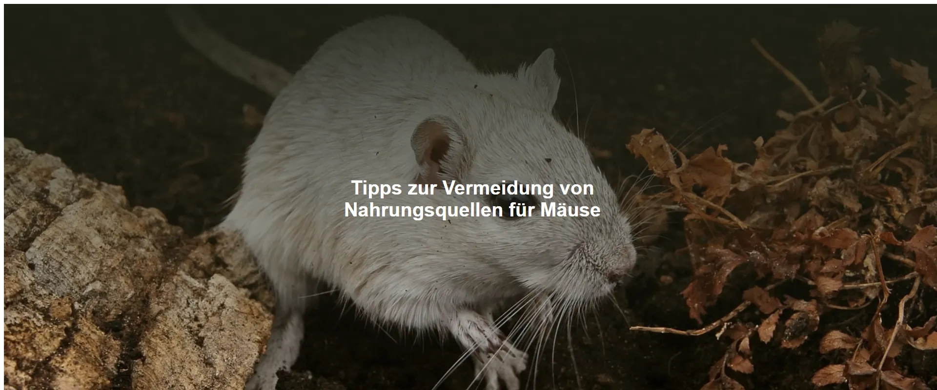 Tipps zur Vermeidung von Nahrungsquellen für Mäuse