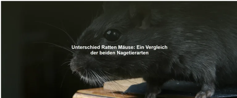 Unterschied Ratten Mäuse – Ein Vergleich der beiden Nagetierarten