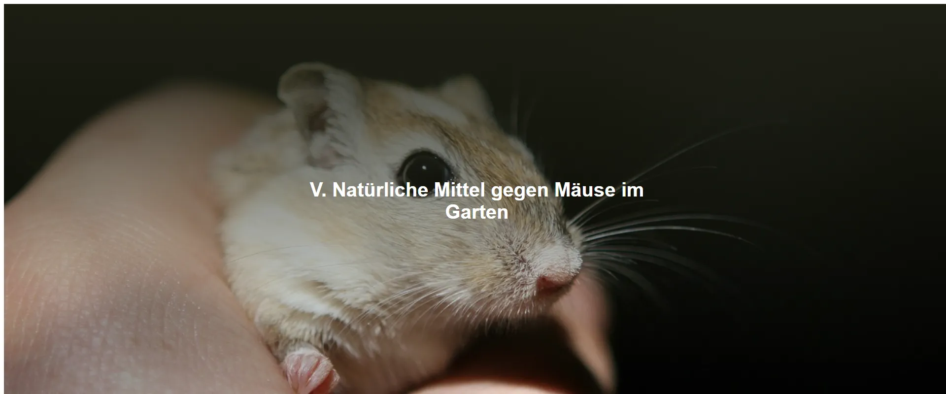 Natürliche Mittel gegen Mäuse im Garten
