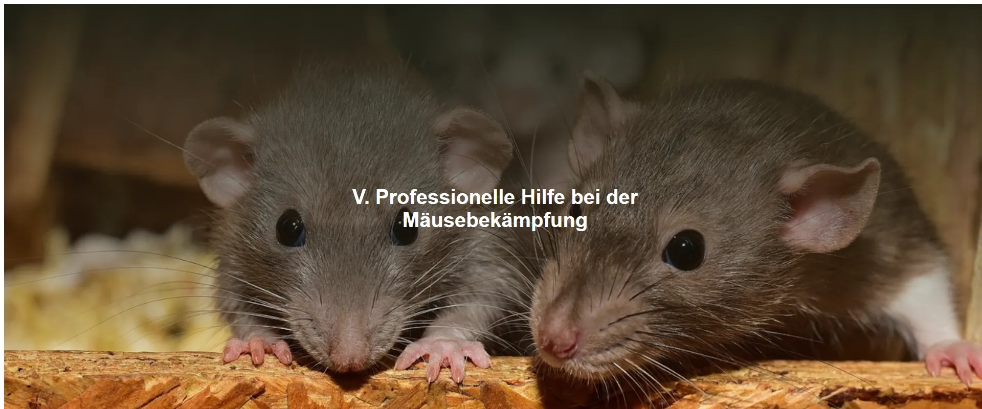 Professionelle Hilfe bei der Mäusebekämpfung