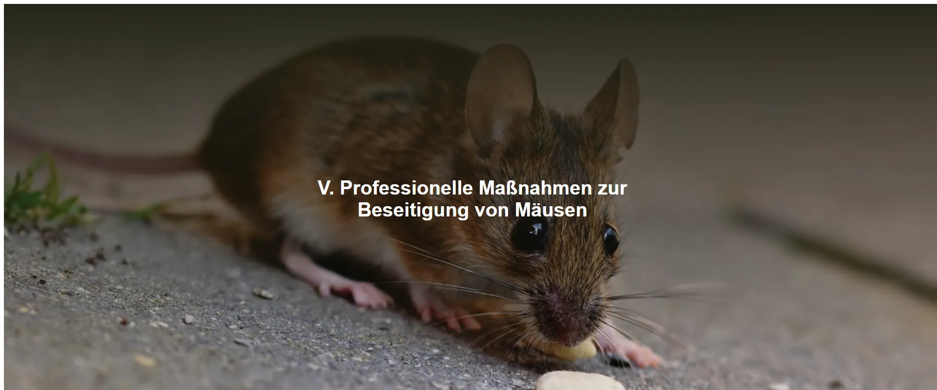 Professionelle Maßnahmen zur Beseitigung von Mäusen