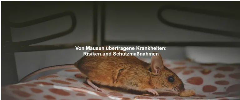 Von Mäusen übertragene Krankheiten – Risiken und Schutzmaßnahmen