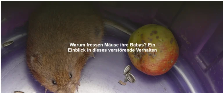 Warum fressen Mäuse ihre Babys? Ein Einblick in dieses verstörende Verhalten