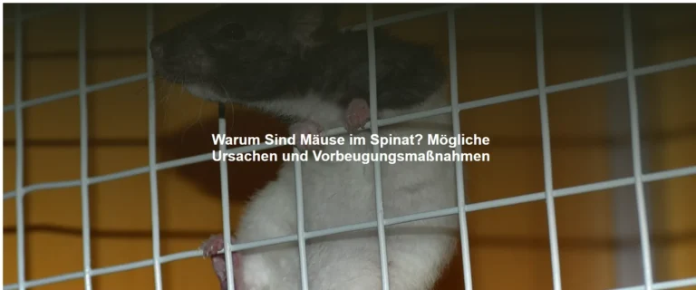 Warum Sind Mäuse im Spinat? Mögliche Ursachen und Vorbeugungsmaßnahmen