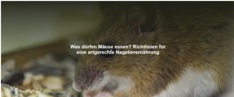 Was dürfen Mäuse essen? Richtlinien für eine artgerechte Nagetierernährung