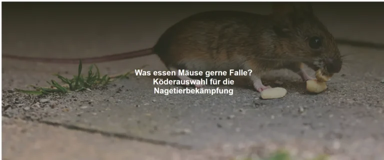 Was essen Mäuse gerne Falle? Köderauswahl für die Nagetierbekämpfung