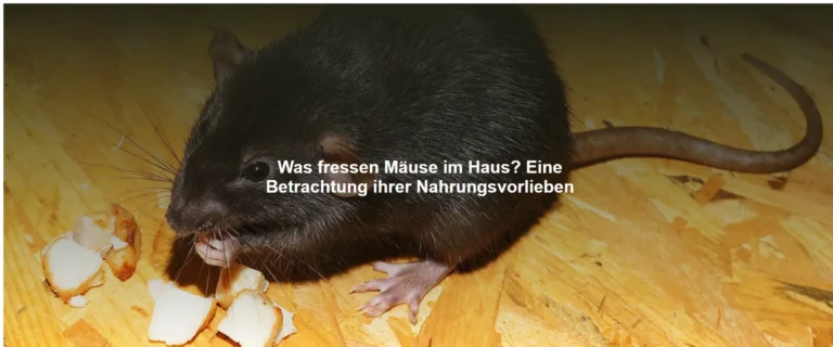 Was fressen Mäuse im Haus? Eine Betrachtung ihrer Nahrungsvorlieben