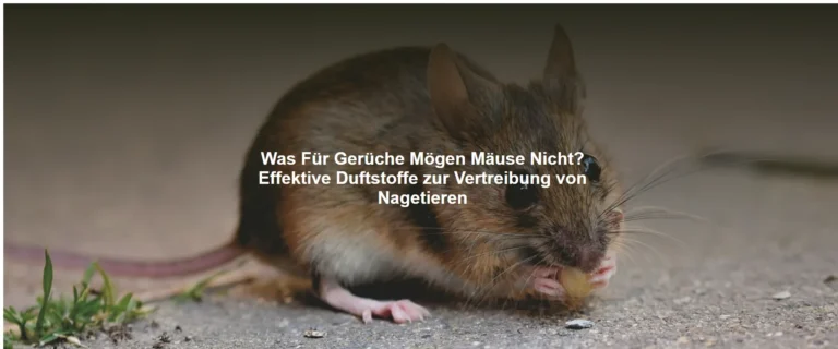 Was Für Gerüche Mögen Mäuse Nicht? Effektive Duftstoffe zur Vertreibung von Nagetieren