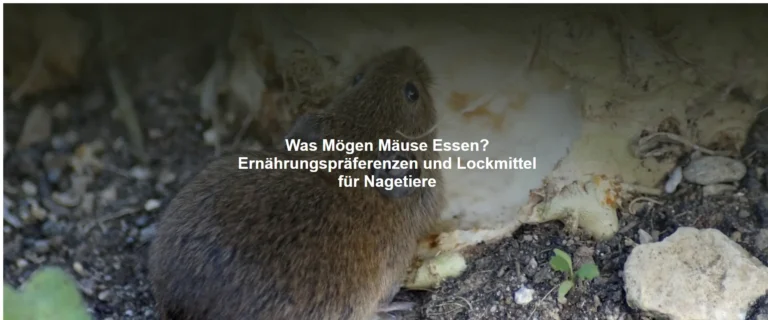 Was Mögen Mäuse Essen? Ernährungspräferenzen und Lockmittel für Nagetiere