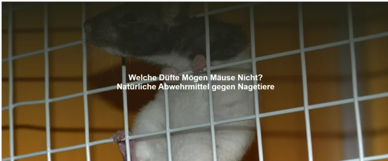 Welche Düfte Mögen Mäuse Nicht? Natürliche Abwehrmittel gegen Nagetiere