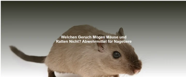 Welchen Geruch Mögen Mäuse und Ratten Nicht? Abwehrmittel für Nagetiere