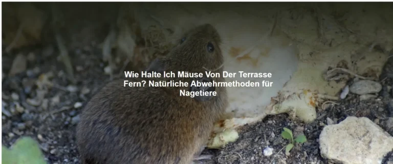 Wie Halte Ich Mäuse Von Der Terrasse Fern? Natürliche Abwehrmethoden für Nagetiere