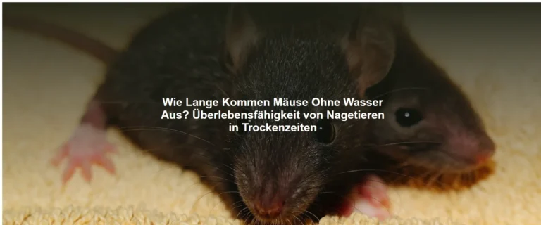 Wie Lange Kommen Mäuse Ohne Wasser Aus? Überlebensfähigkeit von Nagetieren in Trockenzeiten