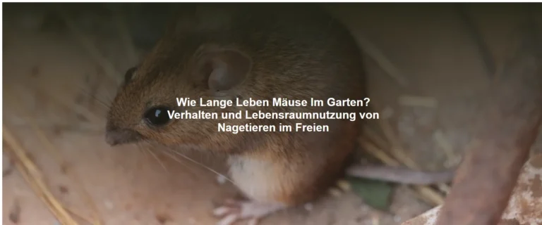 Wie Lange Leben Mäuse Im Garten? Verhalten und Lebensraumnutzung von Nagetieren im Freien