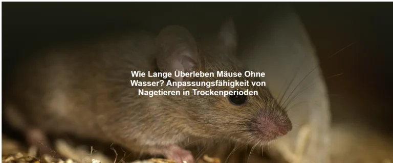 Wie Lange Überleben Mäuse Ohne Wasser? Anpassungsfähigkeit von Nagetieren in Trockenperioden