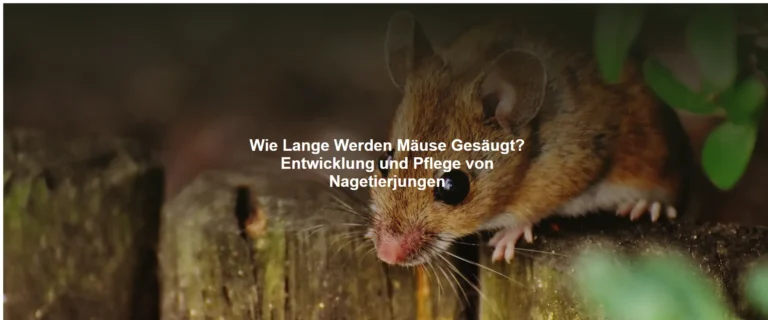Wie Lange Werden Mäuse Gesäugt? Entwicklung und Pflege von Nagetierjungen