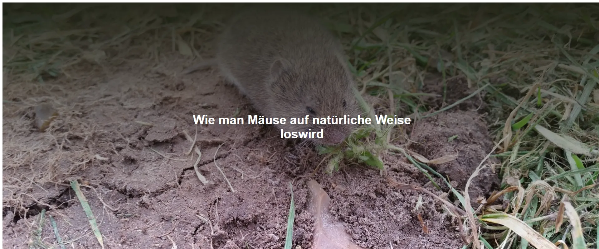 Wie man Mäuse auf natürliche Weise loswird
