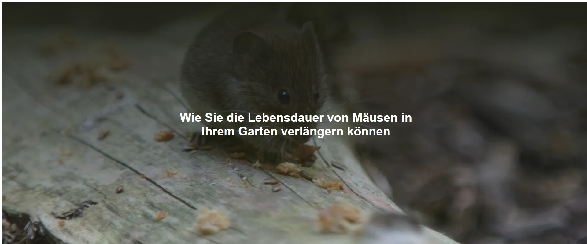 Wie Sie die Lebensdauer von Mäusen in Ihrem Garten verlängern können