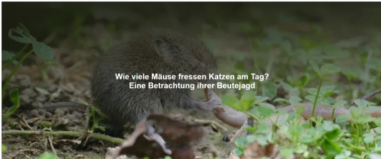 Wie viele Mäuse fressen Katzen am Tag? Eine Betrachtung ihrer Beutejagd