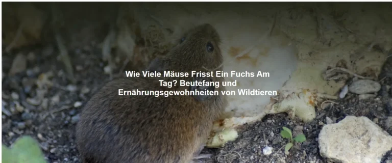Wie Viele Mäuse Frisst Ein Fuchs Am Tag? Beutefang und Ernährungsgewohnheiten von Wildtieren