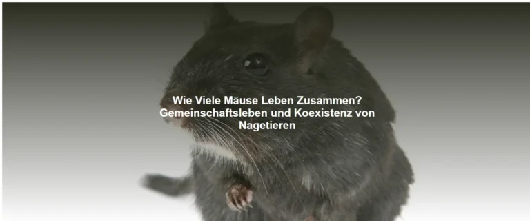 Wie Viele Mäuse Leben Zusammen? Gemeinschaftsleben und Koexistenz von Nagetieren
