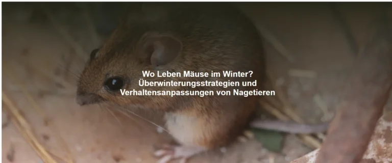 Wo Leben Mäuse im Winter? Überwinterungsstrategien und Verhaltensanpassungen von Nagetieren