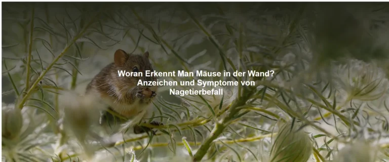 Woran Erkennt Man Mäuse in der Wand? Anzeichen und Symptome von Nagetierbefall